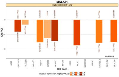 Mechanistic studies of MALAT1 in respiratory diseases